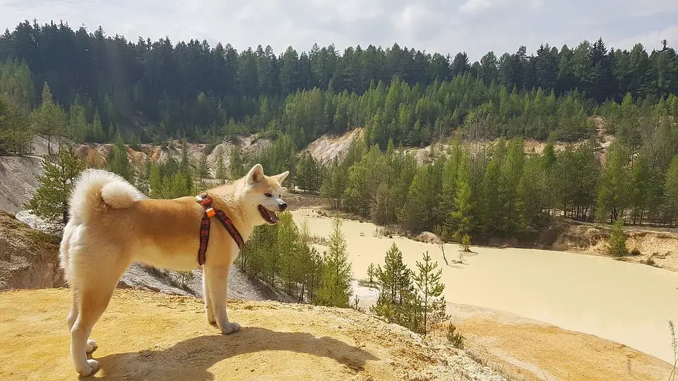 why do akitas have curly tails