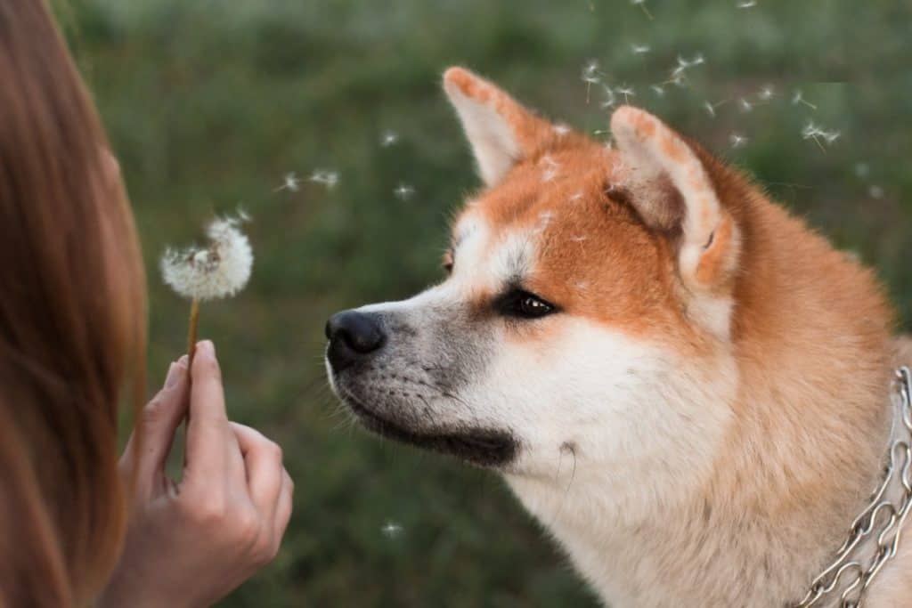 are akita dogs easy to train