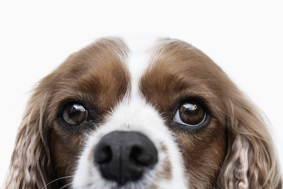 are cavalier king charles spaniels affectionate