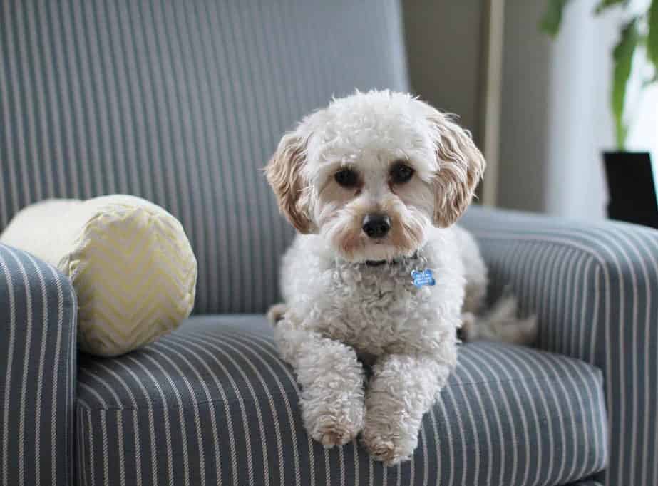 What Kind Of Fur Do Cavapoos Have? (And How To Care For It)